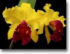 southbayorchidsociety.com Maralene