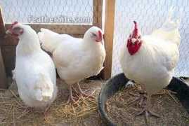 feathersite.com Marans