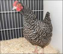 ruleworks.co.uk Marans