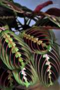 mylittlecitygirl.com Maranta