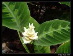 photoforum.ru Maranta