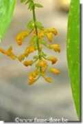 faune-flore.be Marantina