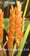 plant-group.com Marantina