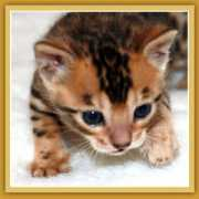 sierragoldbengals.com Maratu