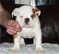 doggiedealer.com Maraul