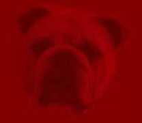 maraulbulldogs.com Maraul