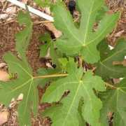 figs4fun.com Maravella