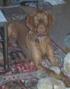 chicagopetcare.com Marcali