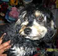 adoptamascota.com Marcelita