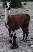 bronzestarllamas.com Marchanna