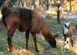 bronzestarllamas.com Marchanna