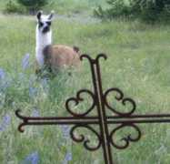 bronzestarllamas.com Marchanna