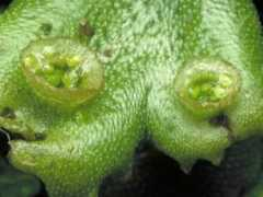 anbg.gov.au Marchantia
