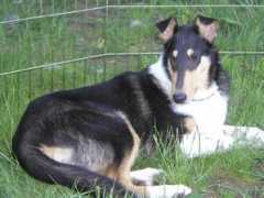 marchellocollies.com Marchello