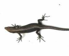 reptarium.cz Marchi