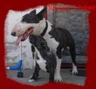 farsi.gportal.h Marcis