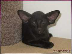 catteryrelease.nl Marcken