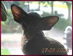 catteryrelease.nl Marcken
