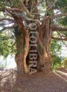 fotolibra.com Marcle