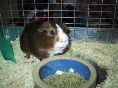 guineapigsrainbow.org Marcn
