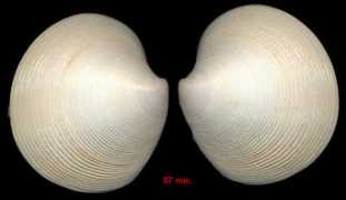 jaxshells.org Marcoi