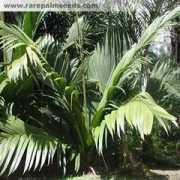 rarepalmseeds.com Mardar