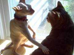 catster.com Mardil