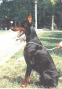 dobermann-review.com Mardok