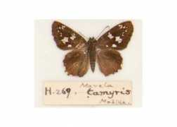 butterfliesofamerica.com Marela