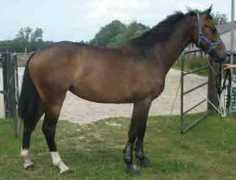 majesticgaits.com Mareline