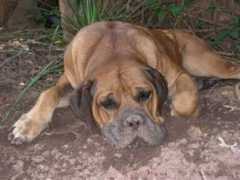 herman.rula.co.za Maretha