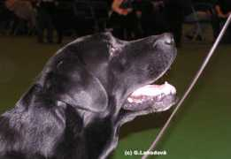 labrador-retriever.cz Marfell