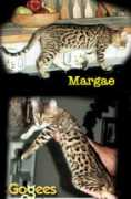 Margae