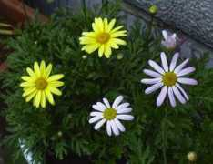 windgarden.com Margalet