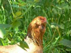 janesbackyardchickens.com Margarate