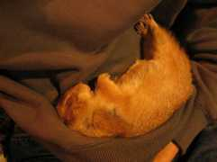 sbspet.com Margareet