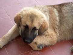 vivapets.com Margarida