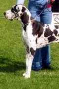 greatdane.ru Margenis