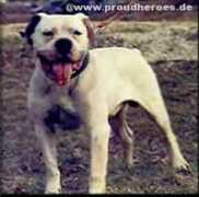 americanbulldog4u.de Margentina