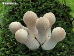 naturephoto-cz.com Margiani