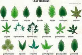 infovisual.info Margins