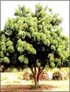 Margosa
