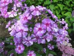 garden-en.com Margri