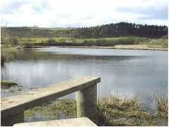 Margrove
