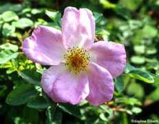 rosegathering.com Marhil
