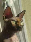 sphynx.wbs.cz Mariako