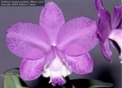 slipperorchid.com Marialucia