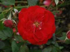 about-garden.com Mariandel