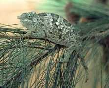 chameleonnews.com Mariaux