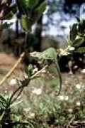 chameleonnews.com Mariaux